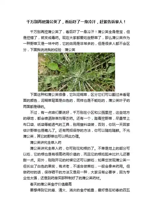 千万别再挖蒲公英了，看后吓了一身冷汗，赶紧告诉家人！