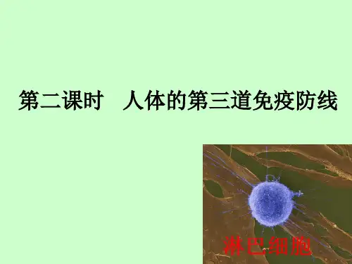 人体的免疫防线人体的第三道防线苏科生物课件PPT