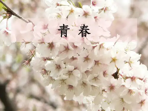 青春席慕容