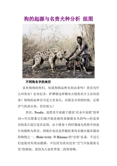 狗的起源与名贵犬种分析 组图