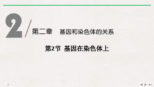 《基因在染色体上》基因和染色体的关系PPT 图文