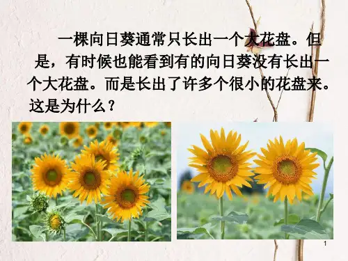 七年级科学下册 1.4《植物的一生》(第2课时)课件 浙教版.ppt