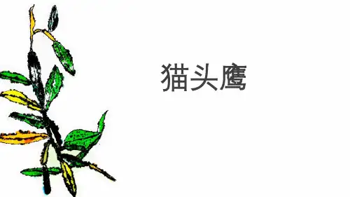 猫头鹰儿童写生线描PPT课件