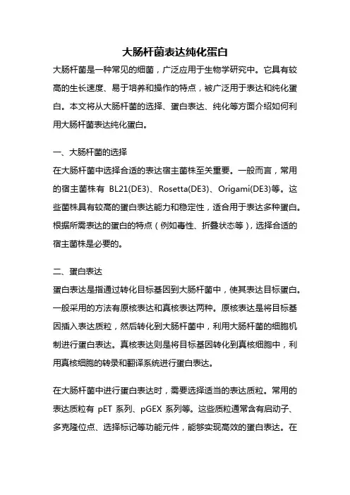 大肠杆菌表达纯化蛋白