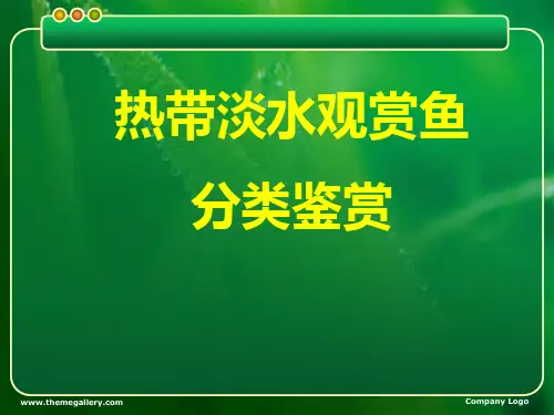 淡水热带观赏鱼