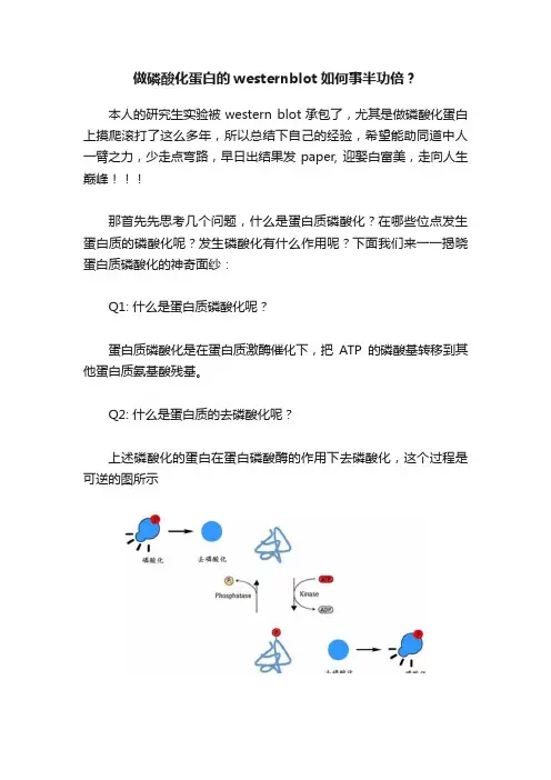 做磷酸化蛋白的westernblot如何事半功倍？