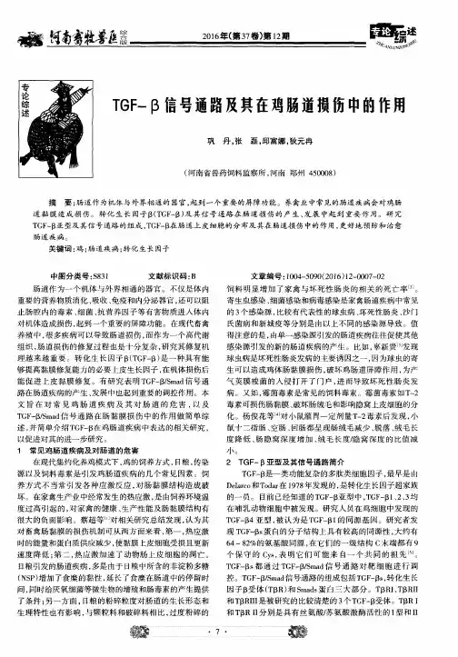 TGF-β信号通路及其在鸡肠道损伤中的作用