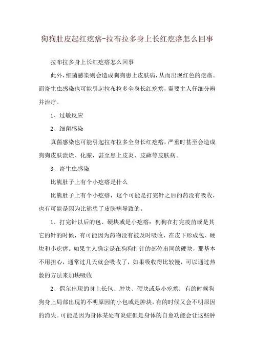 狗狗肚皮起红疙瘩-拉布拉多身上长红疙瘩怎么回事