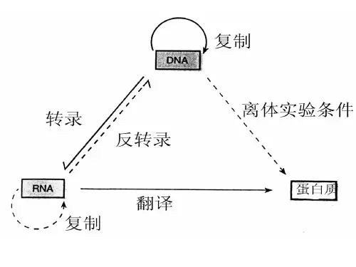 转录后RNA的加工