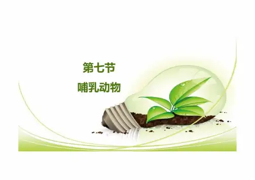 哺乳动物ppt课件