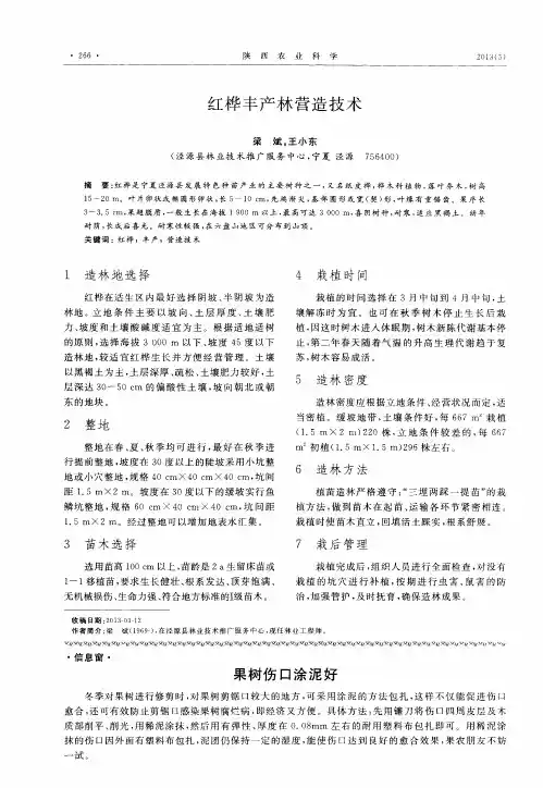 红桦丰产林营造技术
