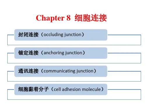 高中生物《细胞连接》课件