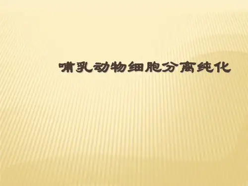 哺乳动物细胞分离纯化