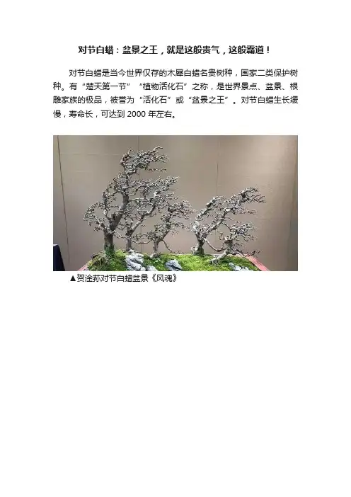 对节白蜡：盆景之王，就是这般贵气，这般霸道！