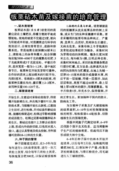 板栗砧木苗及嫁接苗的培育管理