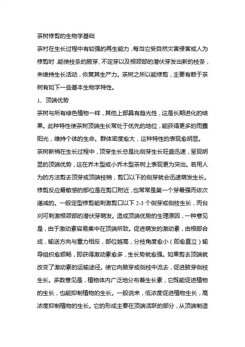 茶树修剪的生物学基础