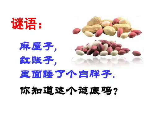 花生生长及盆栽