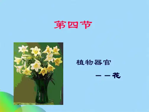药用植物学与生药学07花ppt(共75张PPT)