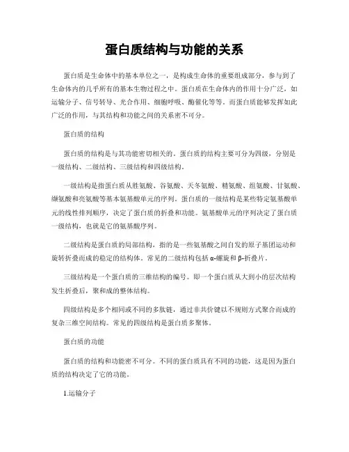 蛋白质结构与功能的关系