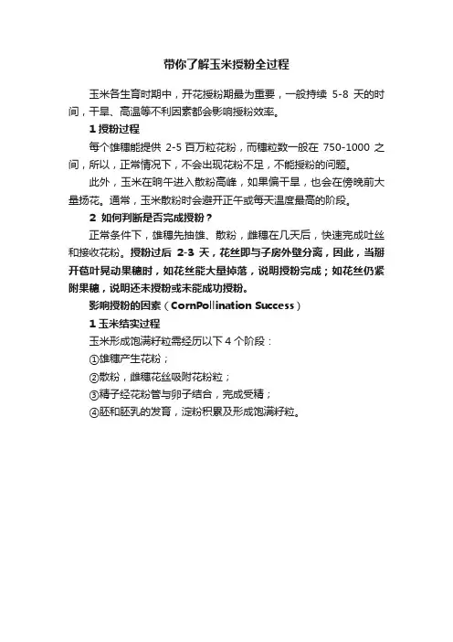 带你了解玉米授粉全过程