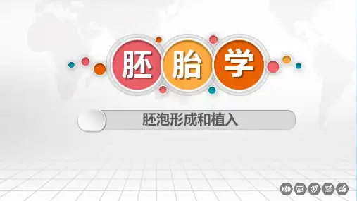人胚发生和早期发育—胚泡形成和植入(正常人体结构课件)
