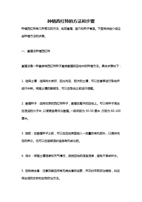 种植西红柿的方法和步骤