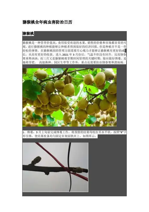 猕猴桃全年病虫害防治日历