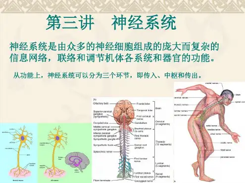 动物生理学--神经系统-2022年学习资料