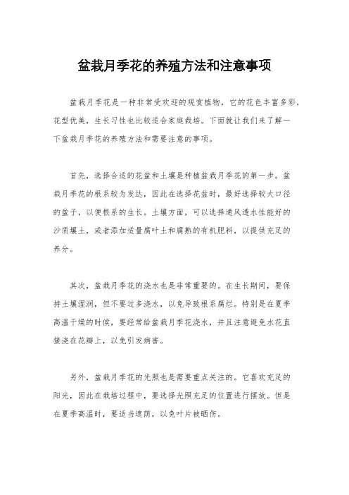 盆栽月季花的养殖方法和注意事项
