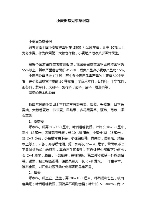 小麦田常见杂草识别