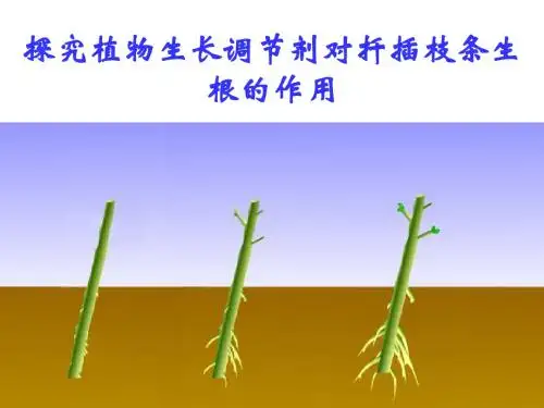 探究扦插生根实验必修