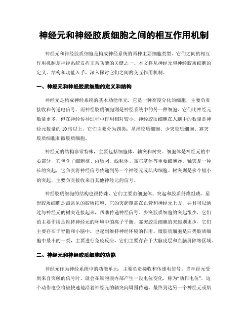 神经元和神经胶质细胞之间的相互作用机制