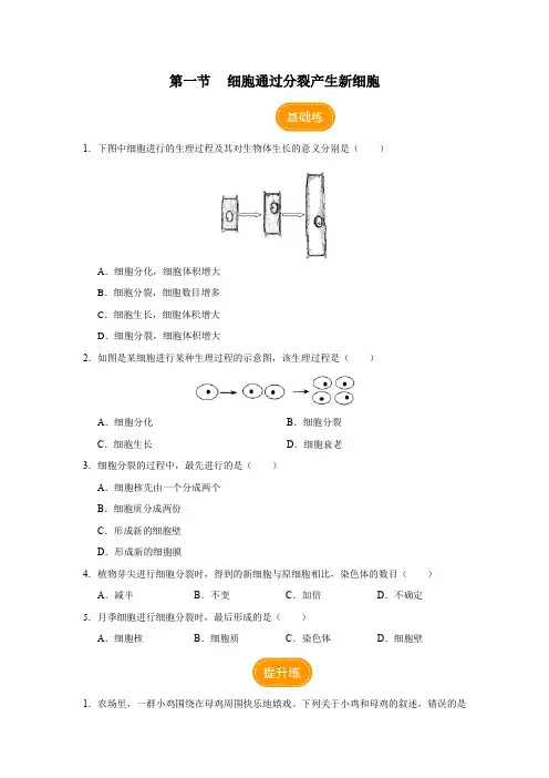 细胞通过分裂产生新细胞(分层作业)