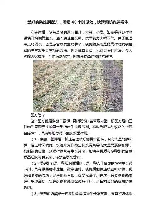 最好的防冻剂配方，喷后40小时见效，快速预防冻害发生