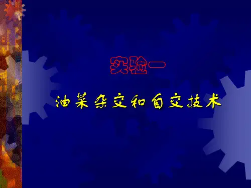 1实验一、油菜杂交技术