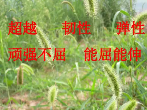 六年级语文下册野草5课件北师大