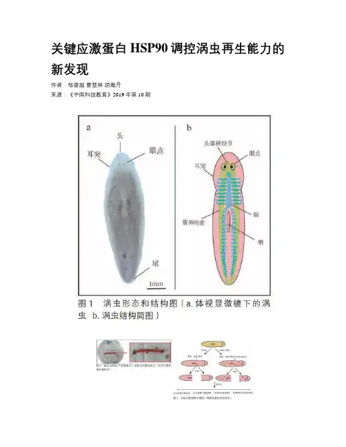 关键应激蛋白HSP90调控涡虫再生能力的新发现
