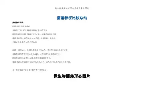 微生物菌落特征形态总结大全带图片