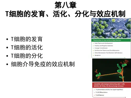 免疫学第8章T细胞发育活化分化与效应机制PPT课件
