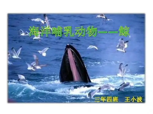 海洋哺乳动物鲸