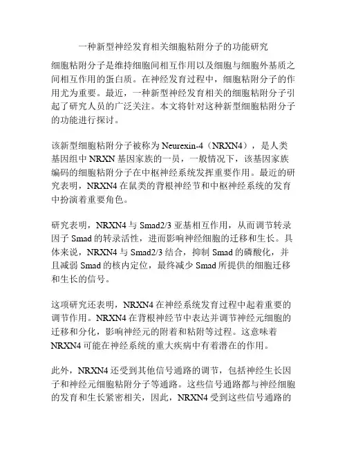 一种新型神经发育相关细胞粘附分子的功能研究