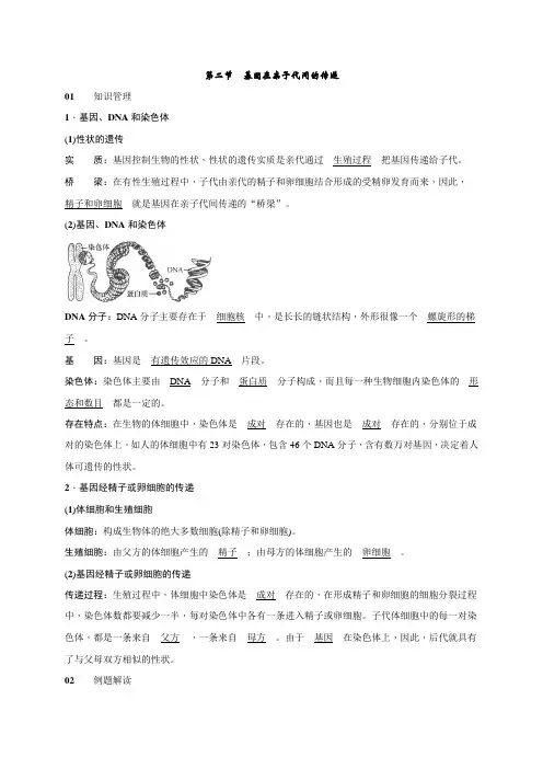 7.2.2基因在亲子代间的传递+检测(知识点+基础+能力提升)2020-2021学年人教版八年级生物