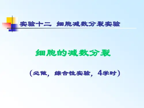 实验十二细胞减数分裂实验