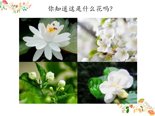 六年级上册音乐课件《茉莉花》 (共16张)人音版