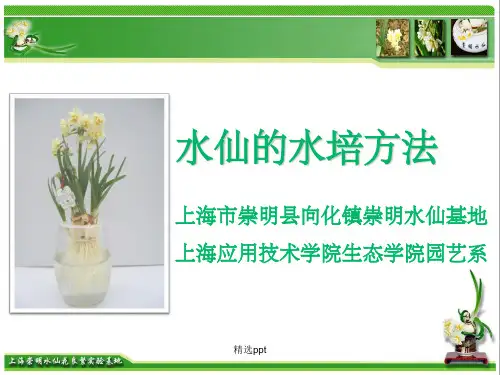 《水仙花的水培方法》PPT课件