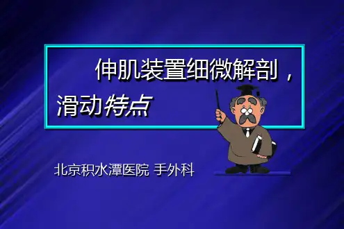 伸肌腱装置细微解剖