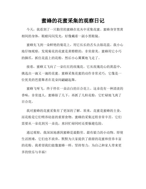 小学三年级作文蜜蜂的花蜜采集的观察日记