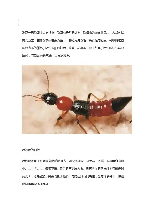 隐翅虫一般是群居还是一只