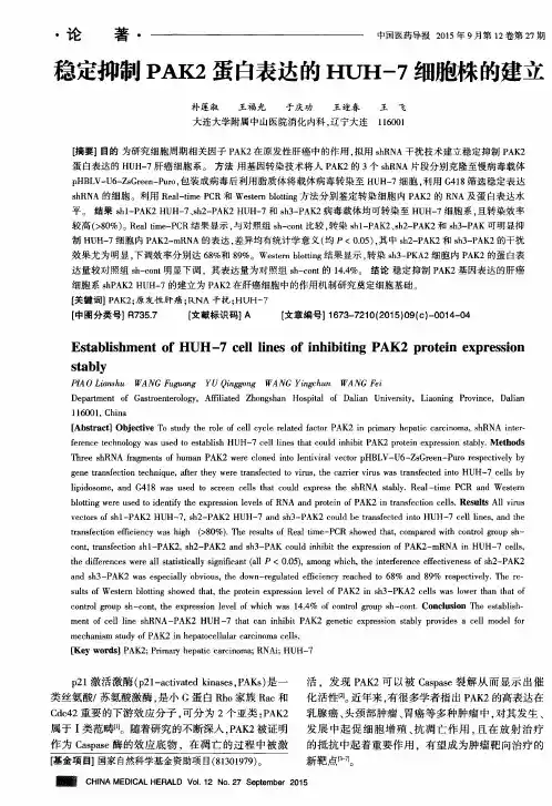 稳定抑制PAK2蛋白表达的HUH-7细胞株的建立