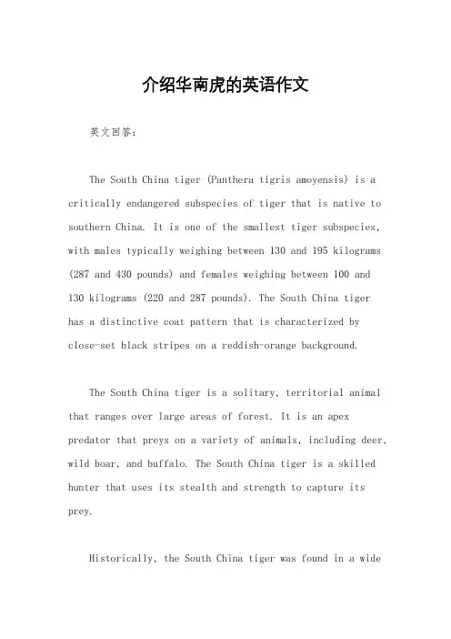 介绍华南虎的英语作文